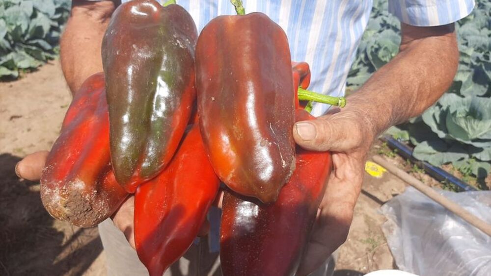 Paprika slonova noga, Paprika