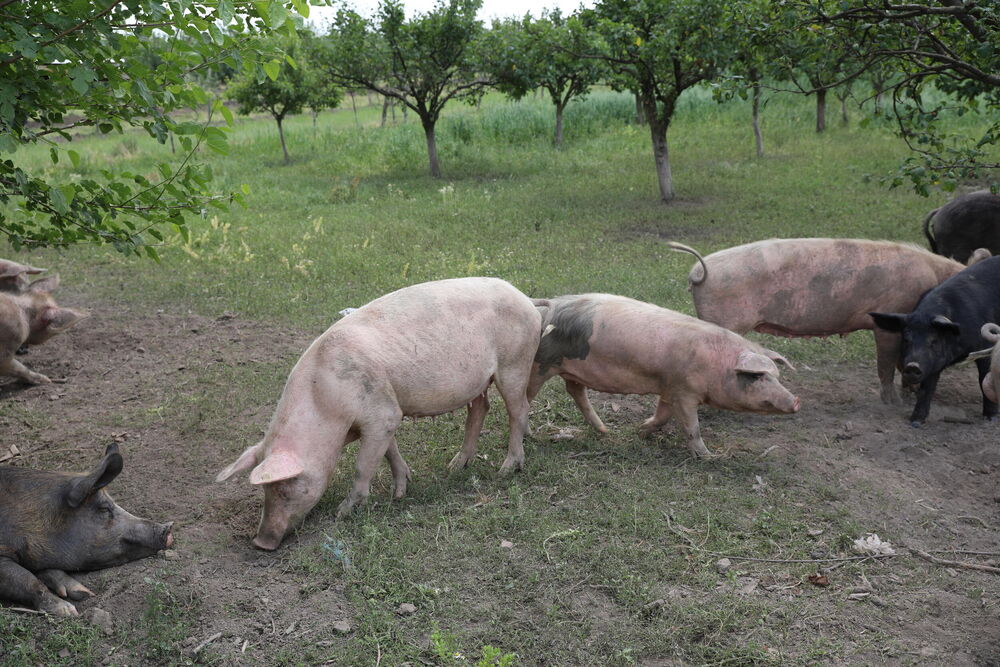 Svinje
