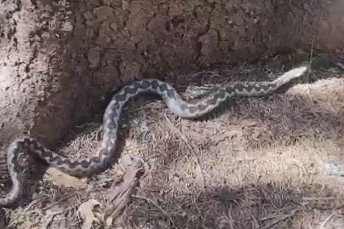 Zmija plaši ljude u Beogradu na vodi