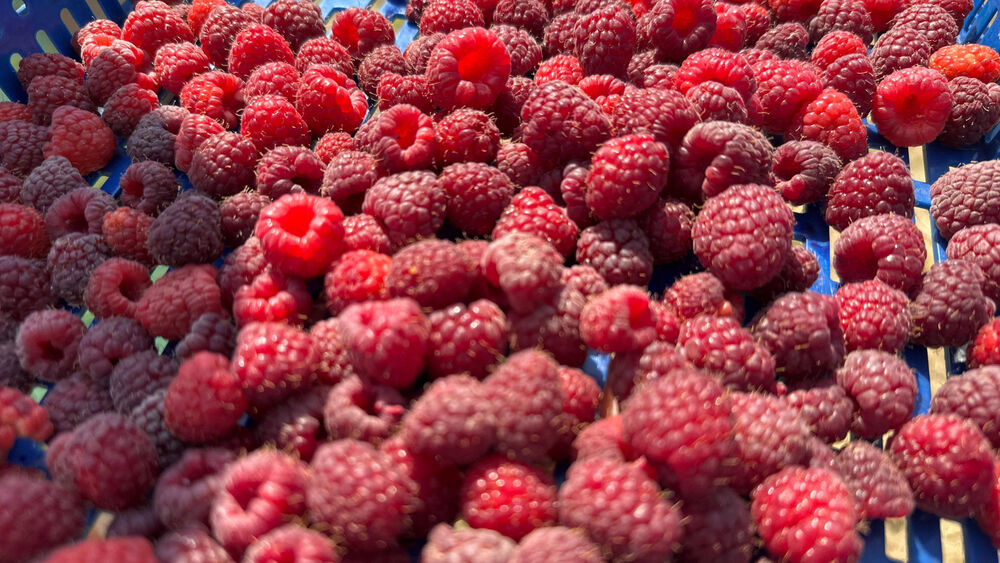 Maline