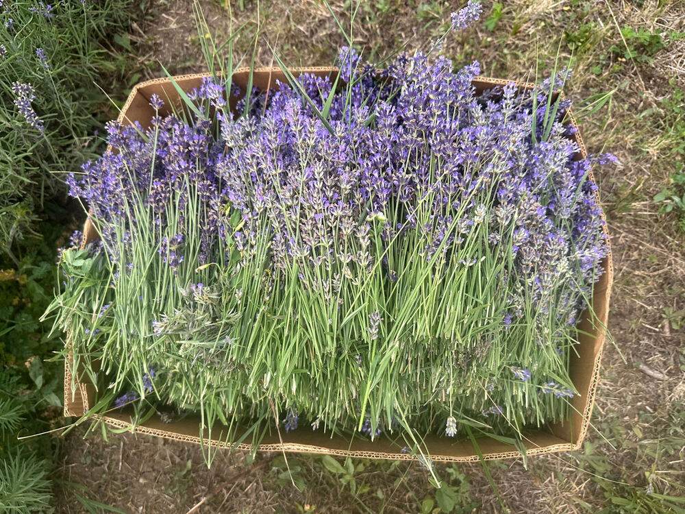 lavanda