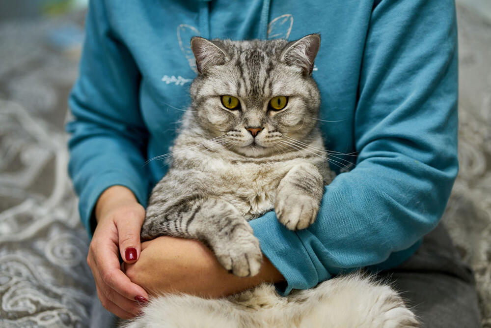 VETERINARI OBJASNILI KAKO DA PROCENITE STAROST MAČKE 