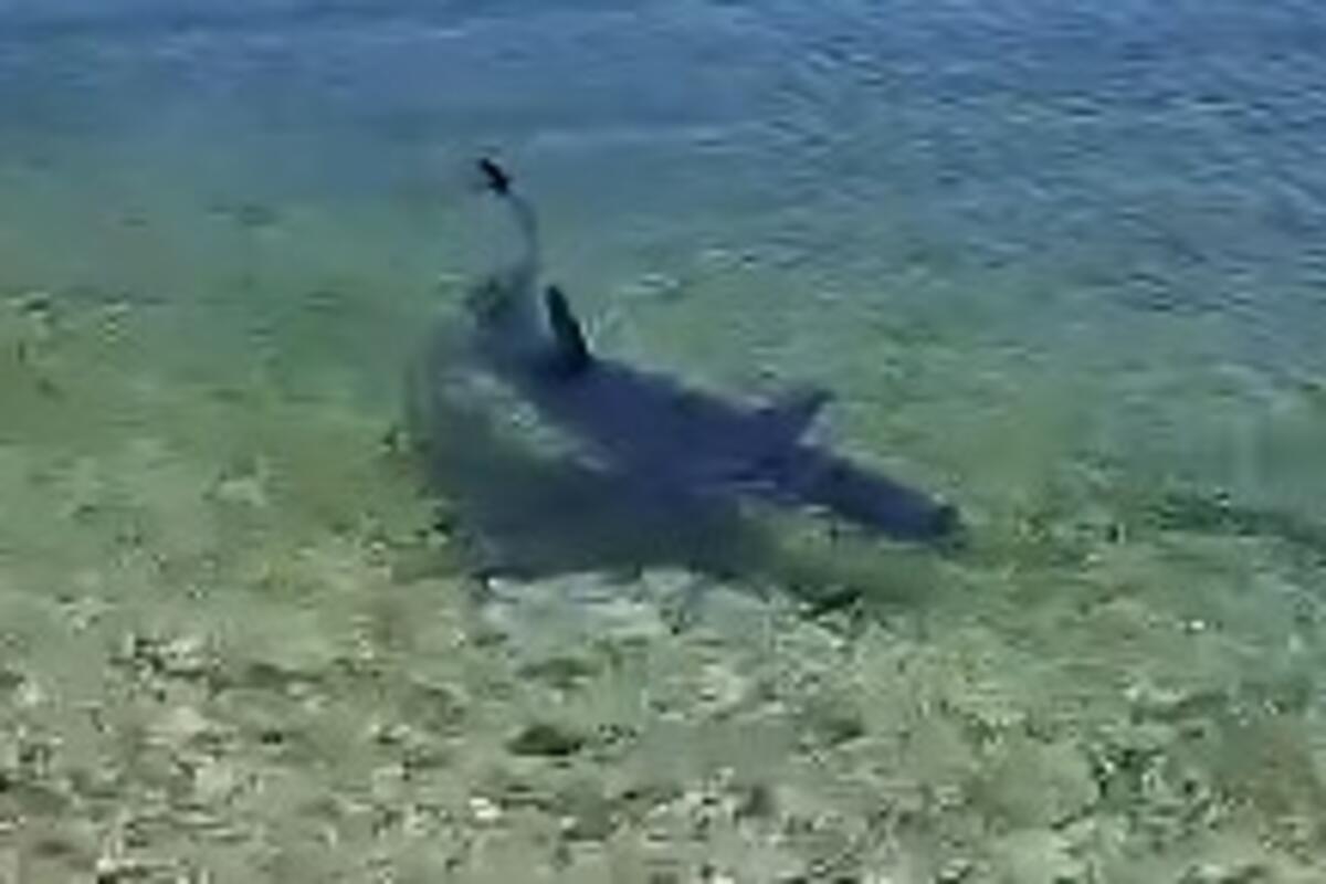 Ajkula snimljena u plićaku na plaži kod Atine
