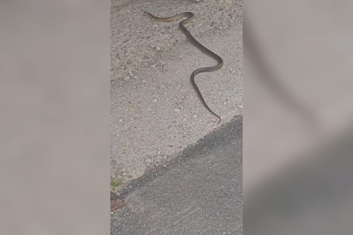 Zmija nađena u centru Čačka