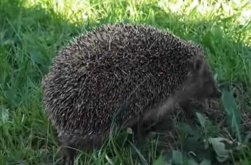 Jež