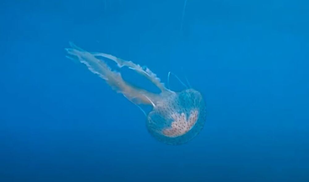Meduza
