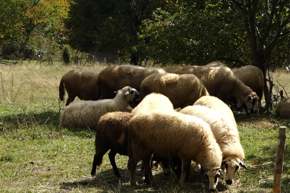 Grom ubio stado ovaca kod Zvornika