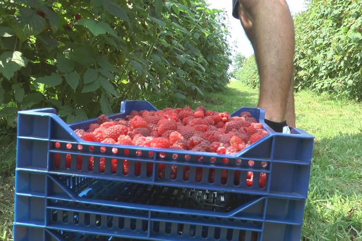 Berba malina se plaća 6.000 dinara dnevno