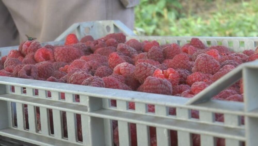 Maline