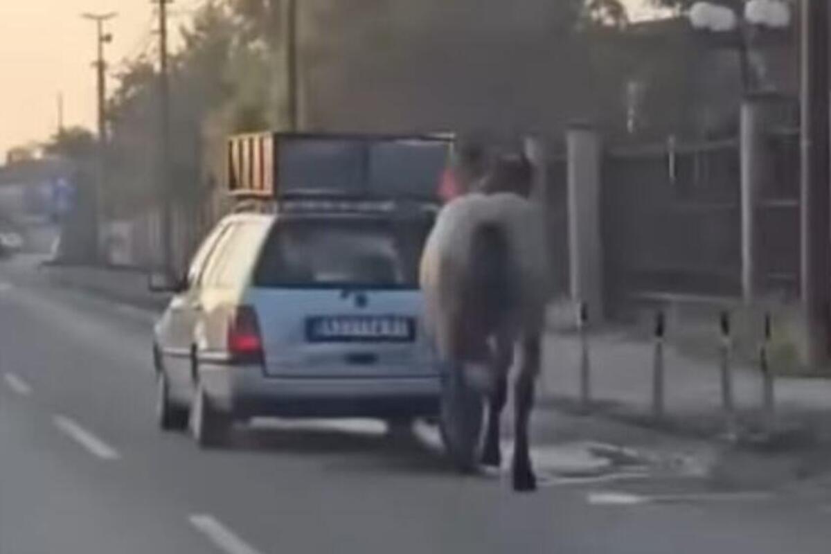 (VIDEO) Mučenje konja u Kruševcu