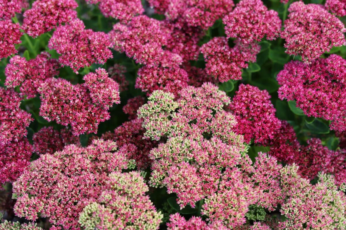 Kako se neguje sedum, biljka koja skoro da sama brine o sebi?