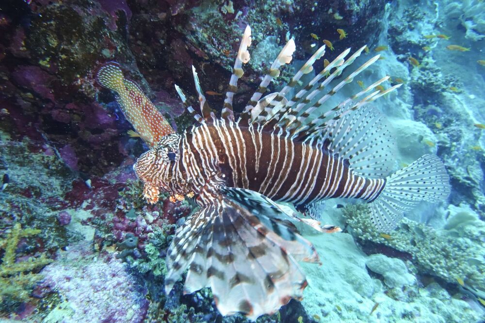 Riba lav ( Pterois miles )