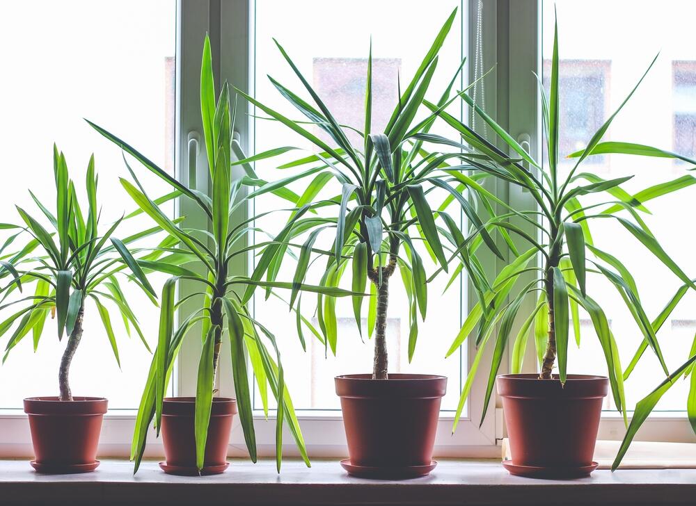 foto: Jan Zwolinski/Shutterstock