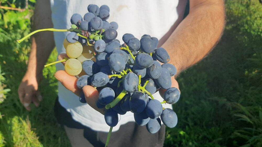 Grožđe