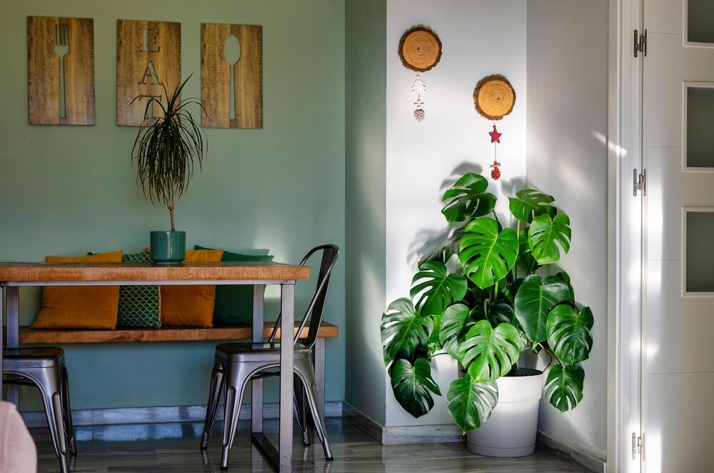 Monstera u velikoj saksiji