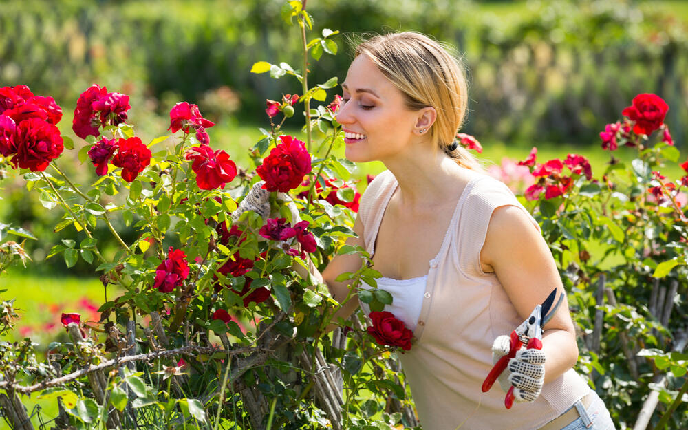 foto: Shutterstock / BearFotos