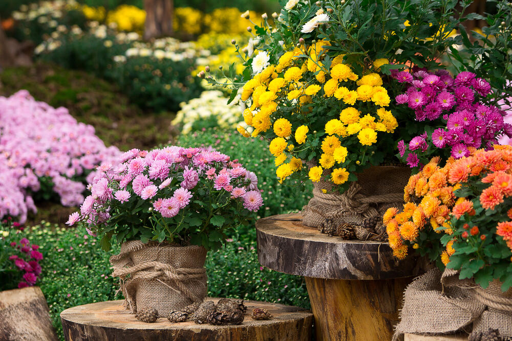 foto: Shutterstock / Profimedia/ Savina Nataliia