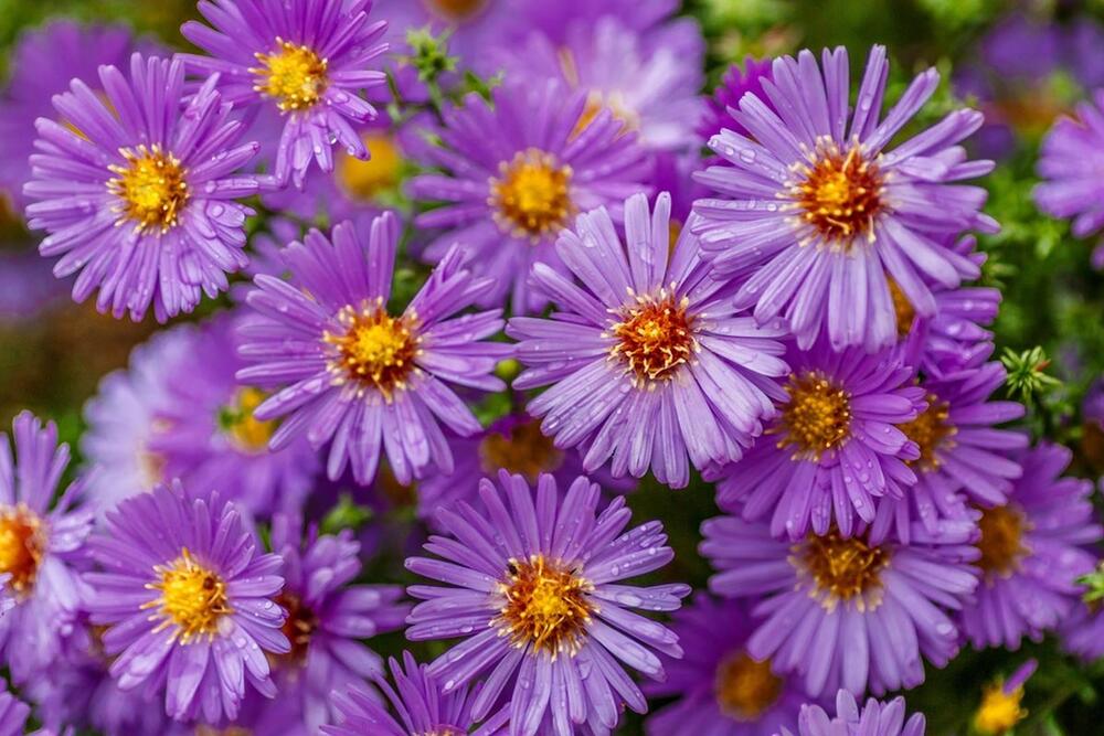 Zvezdan (Aster dumosus)