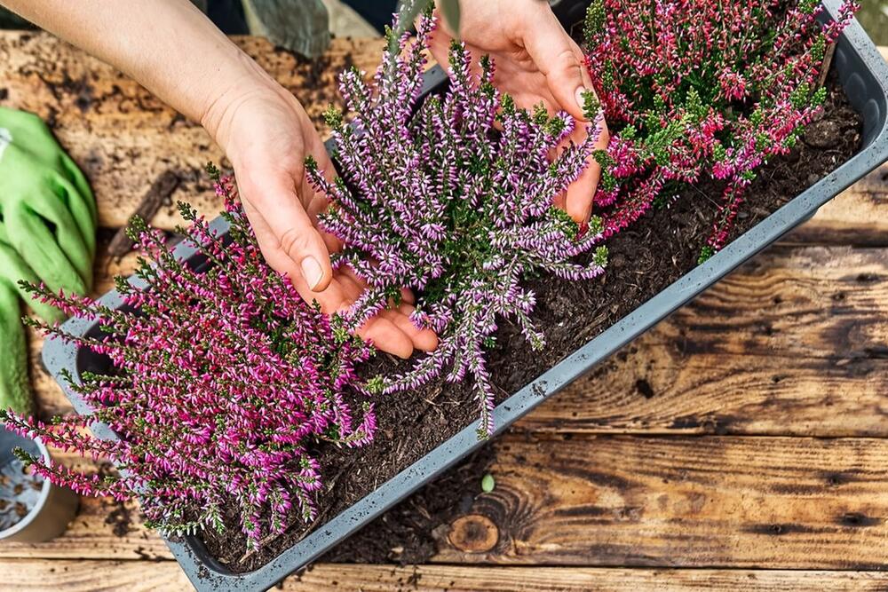 Vresak može da se pronađe u različitim bojama