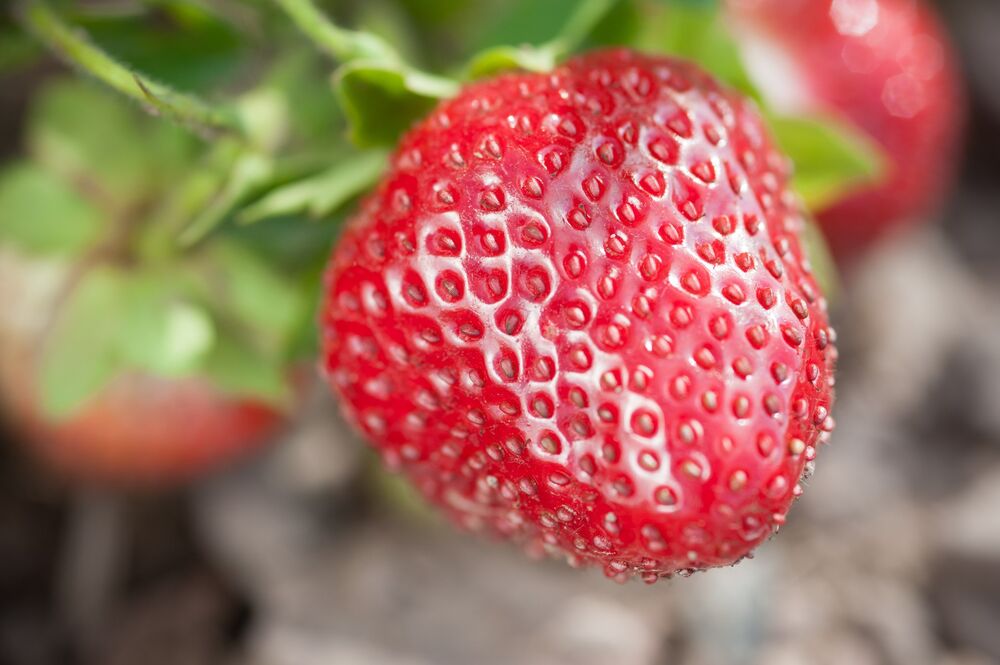 Jagode