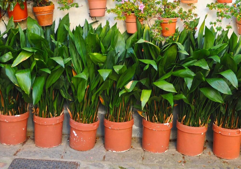 Ukrasni kukuruz je poznat i kao aspidistra