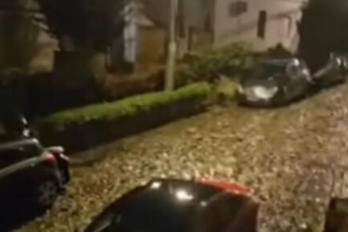 Divlja svinja šeta Zemunom