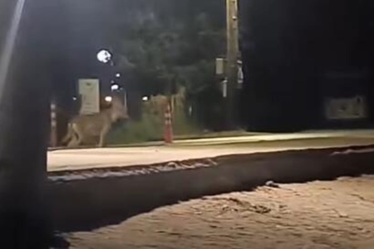 Opasna zver nalik šakalu ili vuku snimljena u Neos Marmarasu