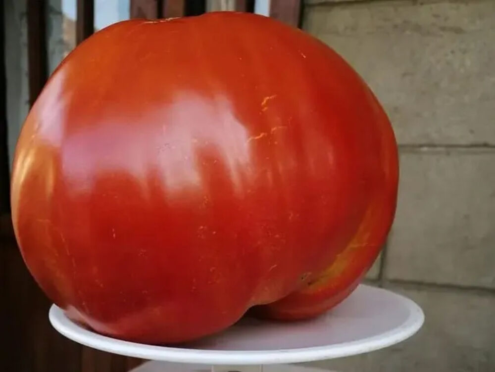 Paradajz