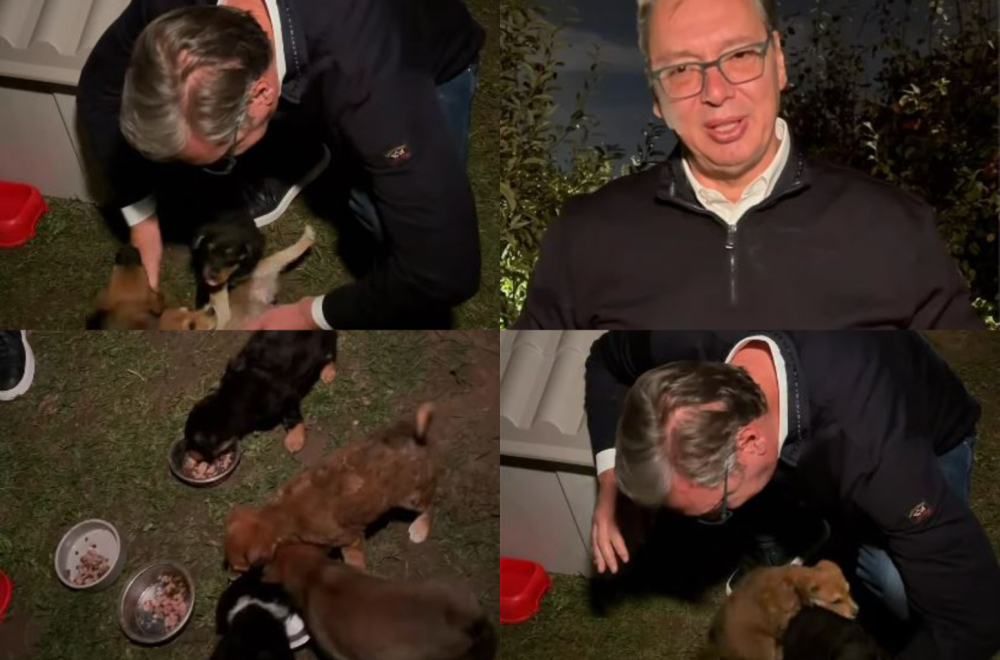 Vučić udomio pse, građani izabrali imena; "Svako živo biće zaslužuje brigu, pažnju i ljubav" VIDEO