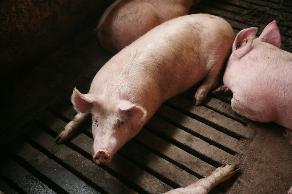 U kojim mestima u Srbiji je kilogram svinje pao na 190 dinara