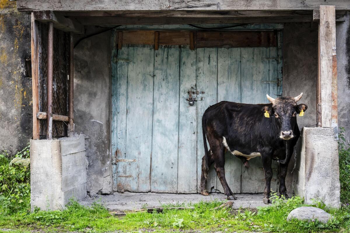 Bik napao dečaka (9) dok se vraćao kući iz škole u Kotoru