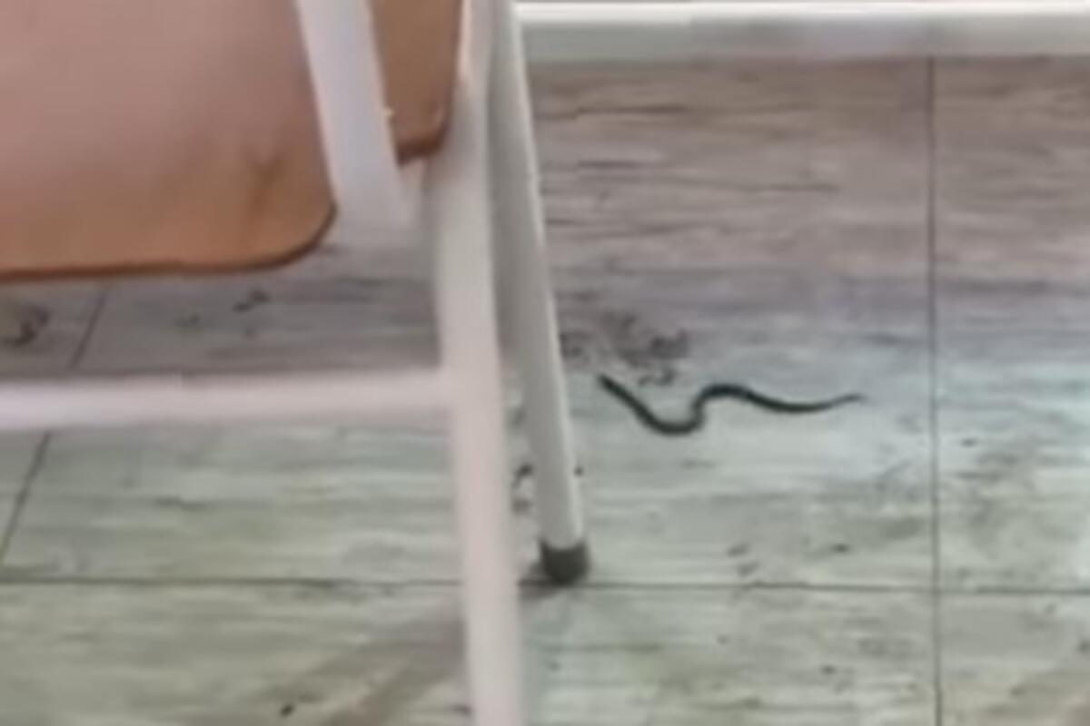 Zmija puzi u učionici