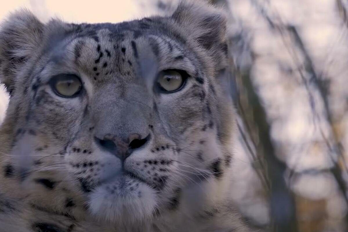 Ženu ubio leopard u Holandiji