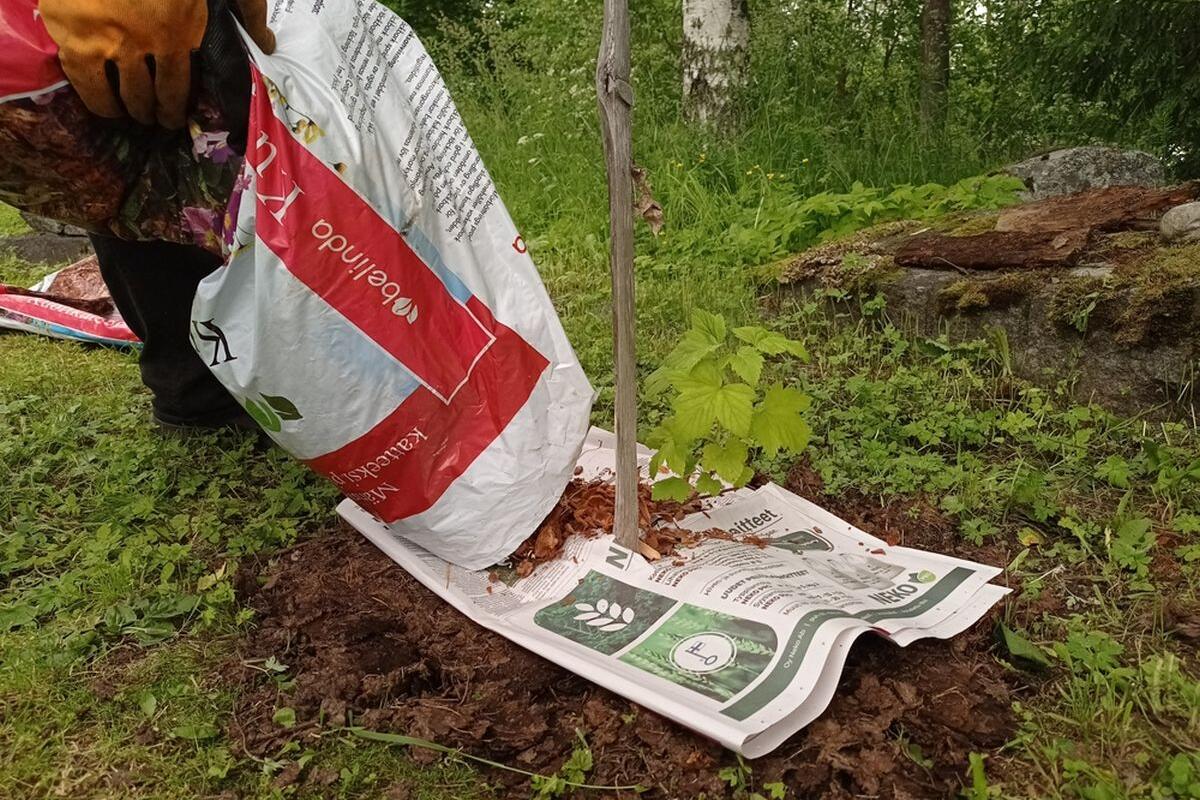 Da li se od starih novina može napraviti malč za biljke?