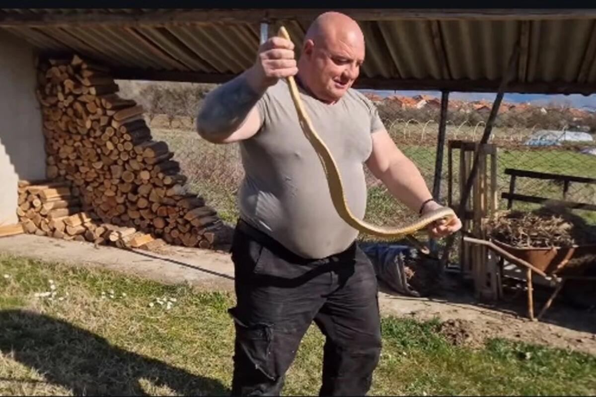 Vladica zmijolovac izvukao kapitalca od 180 cm