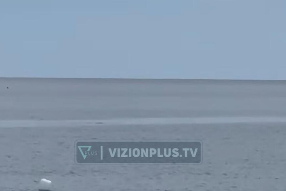 Ugrožena vrsta foke u Jadranu