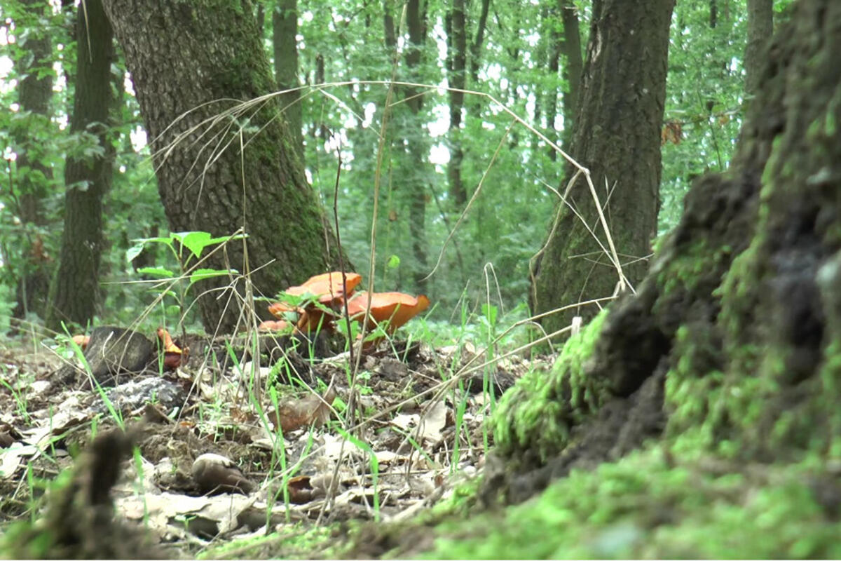 Vrganj je među najtraženijim šumskim plodovima zbog svog ukusa