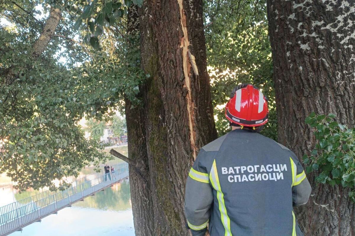 Grom rascepao stablo od 30 metara u centru Prijepolja