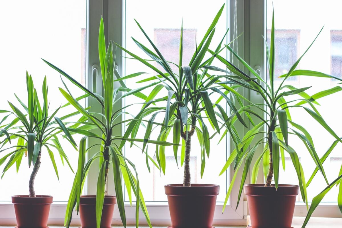 7 razloga zašto dracena ima smeđe lišće & kako to brzo da rešite