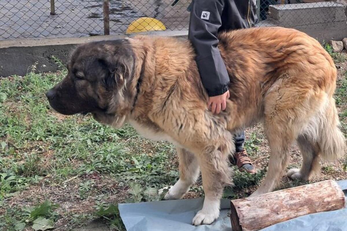 Uginua ženka kavkaskog ovčara Buba