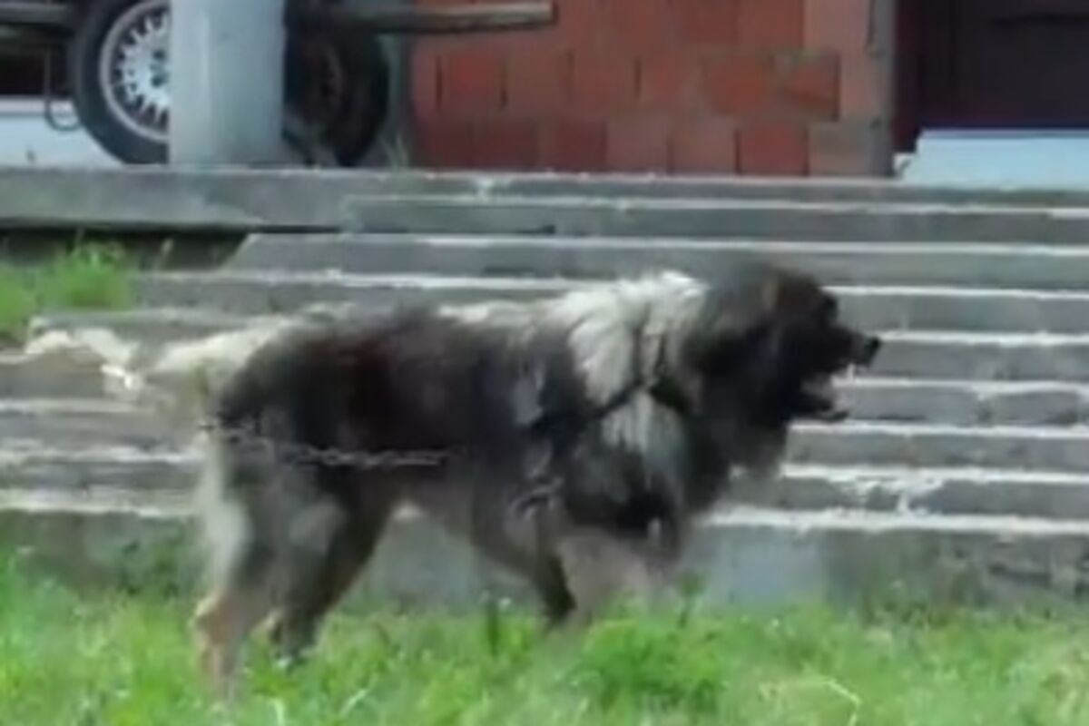 Oglasio se deda devojčice koju je napao šarplaninac u Barajevu
