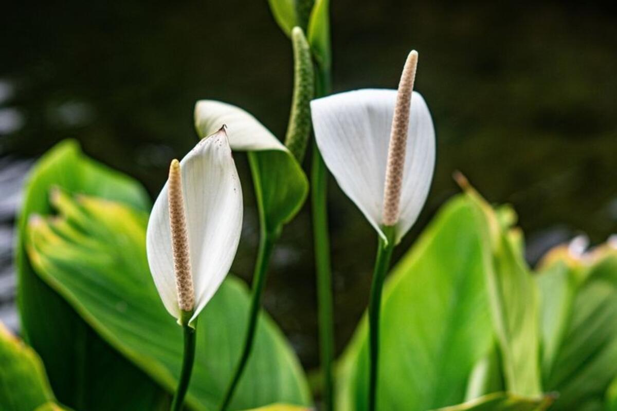 5 sobnih biljaka koje napreduju i u tami