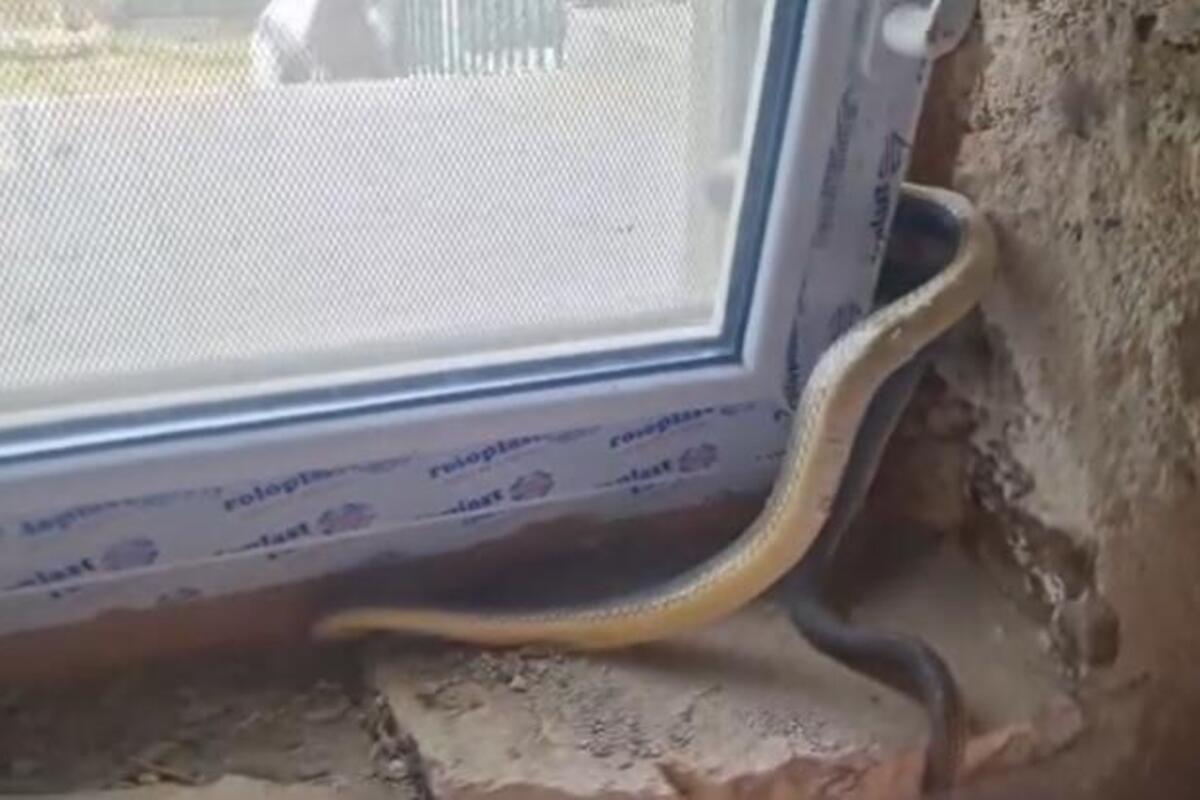 Koje mesto zmije u kući obožavaju kada krene hladno vreme?